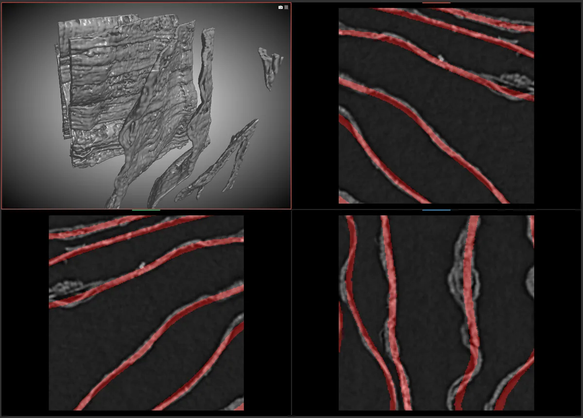 Scroll surface traced from an X-ray CT volume, with the papyrus sheet recovered as one continuous labelled surface