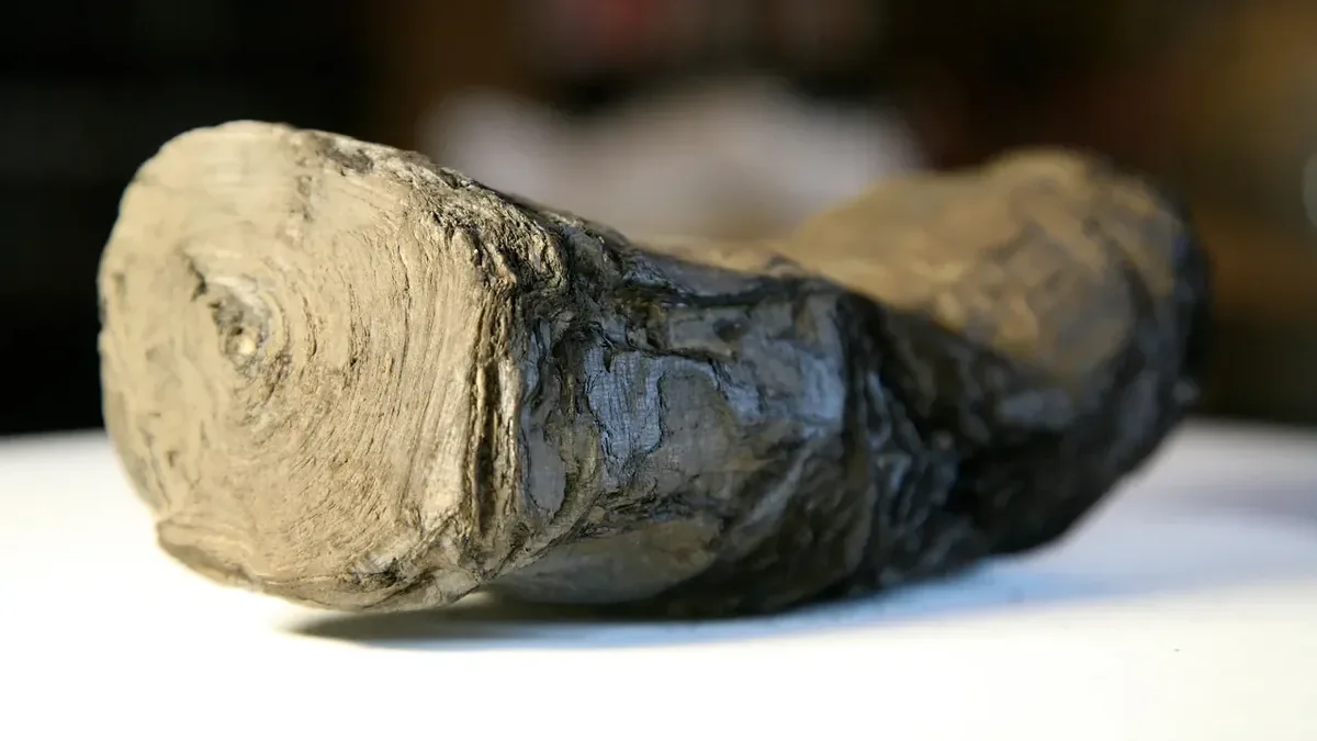 X-ray CT scan of a sealed, carbonised Herculaneum scroll, its tightly wrapped papyrus sheet still rolled shut
